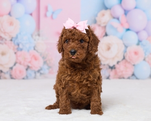 Laina Cavapoo Puppy 